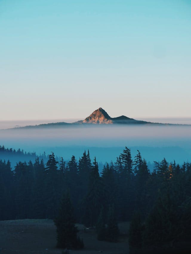 Tree of Mountant